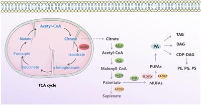 Pan-Cancer analysis shows that ACO2 is a potential prognostic and immunotherapeutic biomarker for multiple cancer types including hepatocellular carcinoma